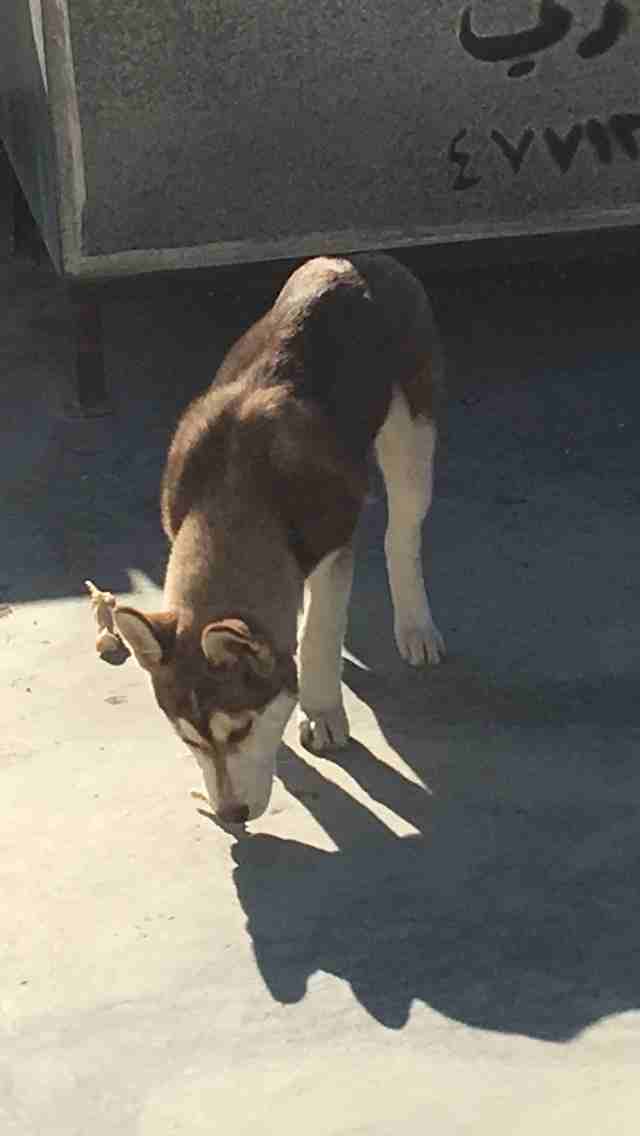 3 month Siberian huskey - Female-  كلب هاسكي لا تنسَ أنك...