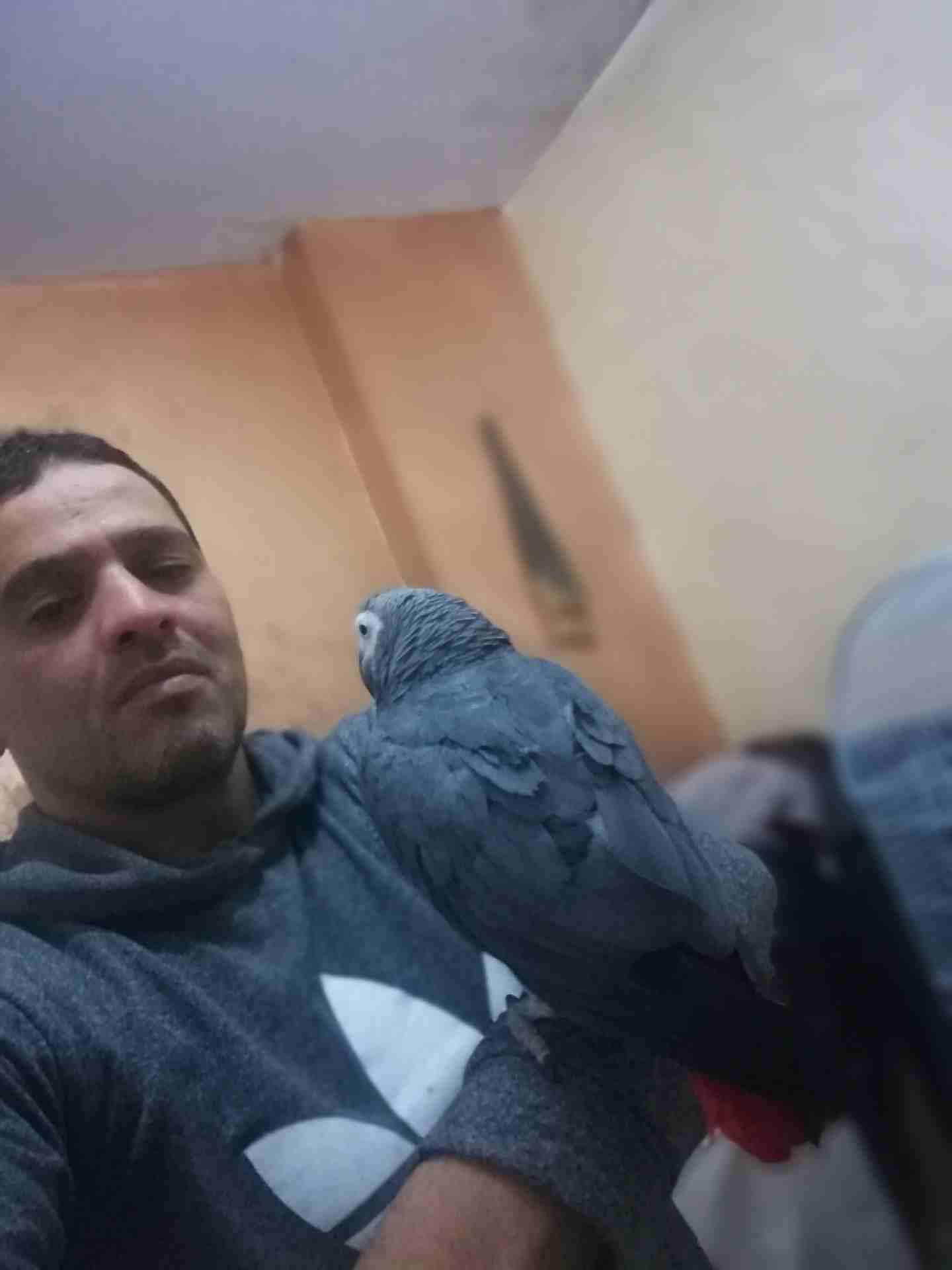ببغاء كاسكو صيد متكلم بحدود 30كلمه مكفول
لا تنسَ أنك شاهدت هذا الإعلان في عنكبوت
ببغاء كاسكو صيد...