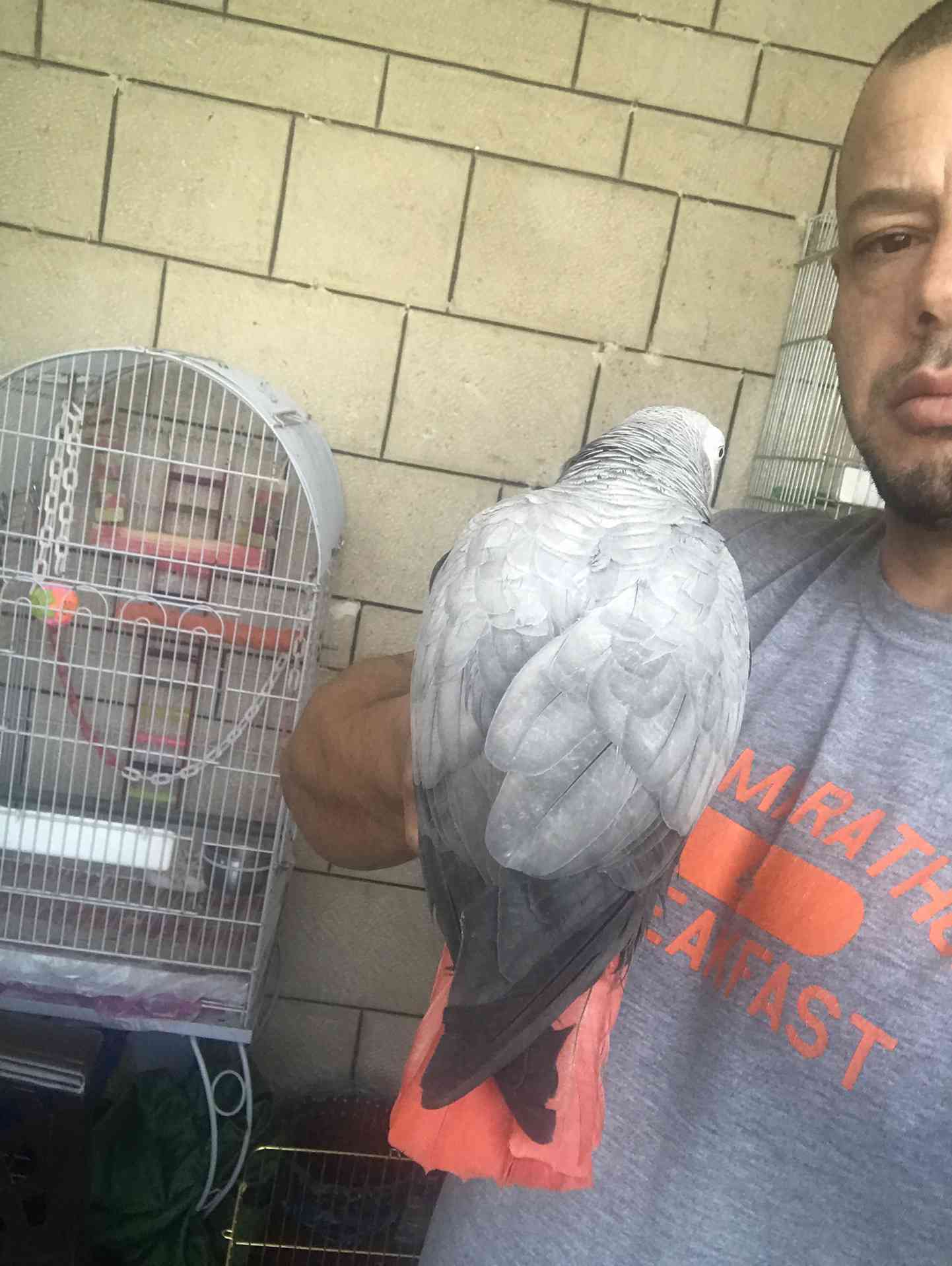كاسكو اليف متكلم للبيع                                            


	 				لا تنسَ أنك شاهدت هذا الإعلان في عنكبوت            
	 				
                                كاسكو متكلم اكثر من 30 كلمه ال...