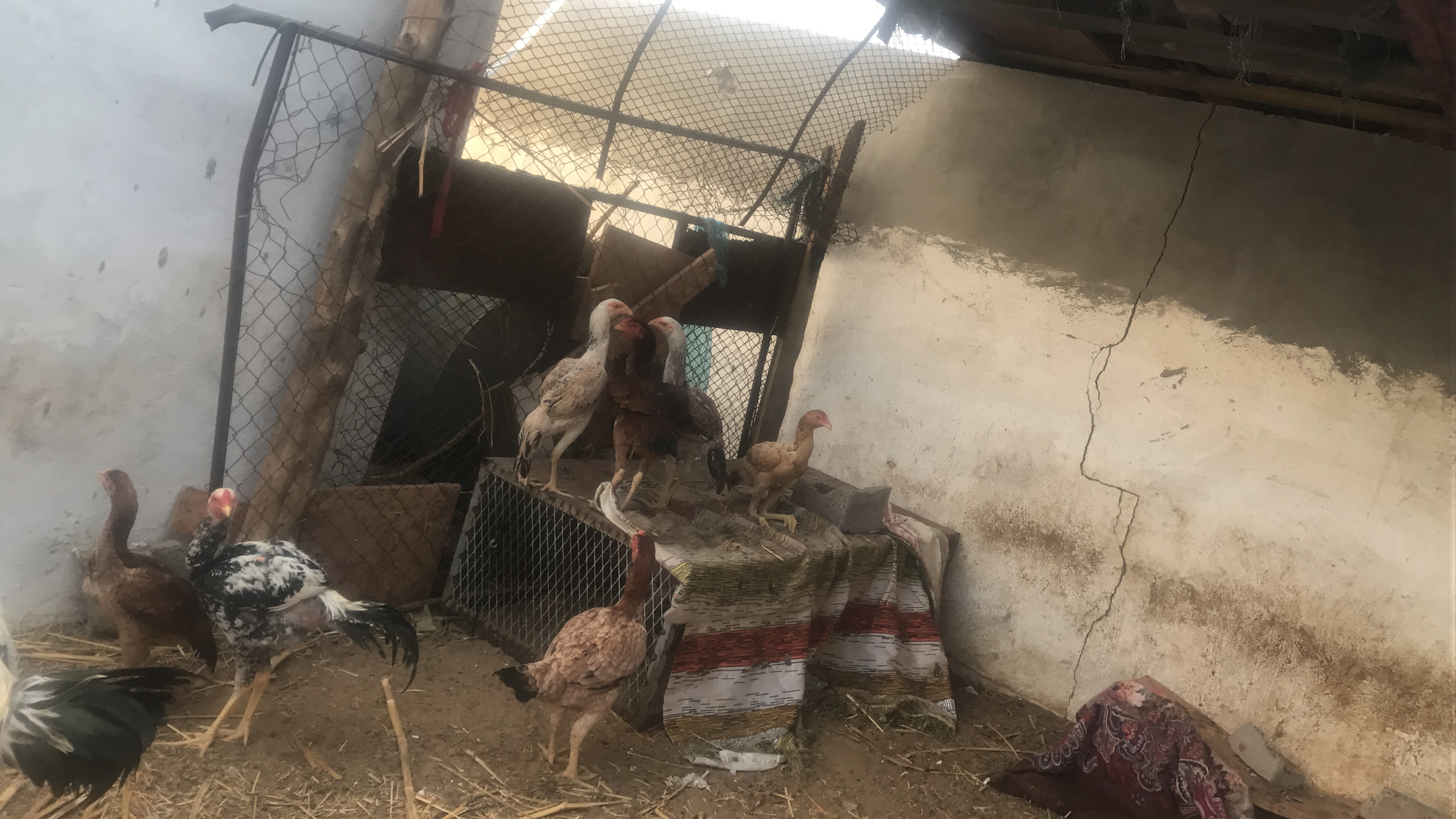 فارسي وباكستاني                                            


	 				لا تنسَ أنك شاهدت هذا الإعلان في عنكبوت            
	 				
                                بيع شراء...
