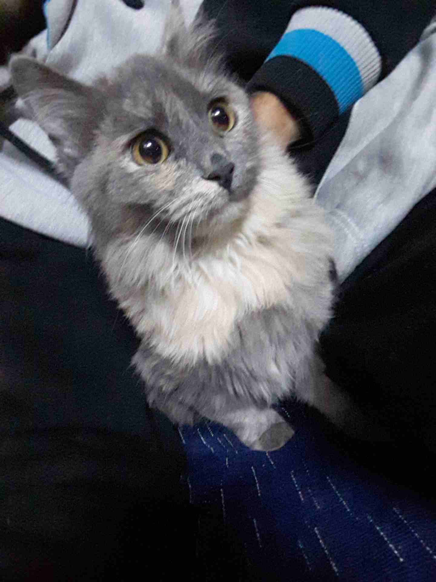 Three Months old Persian kittens قطط شيرازية بعمر ثلاثة أشهر3 months old Persian kittens. Vaccinated, Dewormed, Checked by a vet and litt-  قطه شنشيلا لا تنسَ أنك...