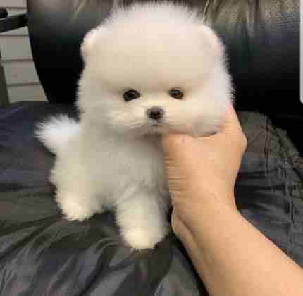 Awesome Teacup pomeranian puppies ready nowMy clever beautiful friendly puppies one lovely boy and one beautiful girl. These babies have been vet checked and ha-  AWESOME TEACUP POMERANIAN...
