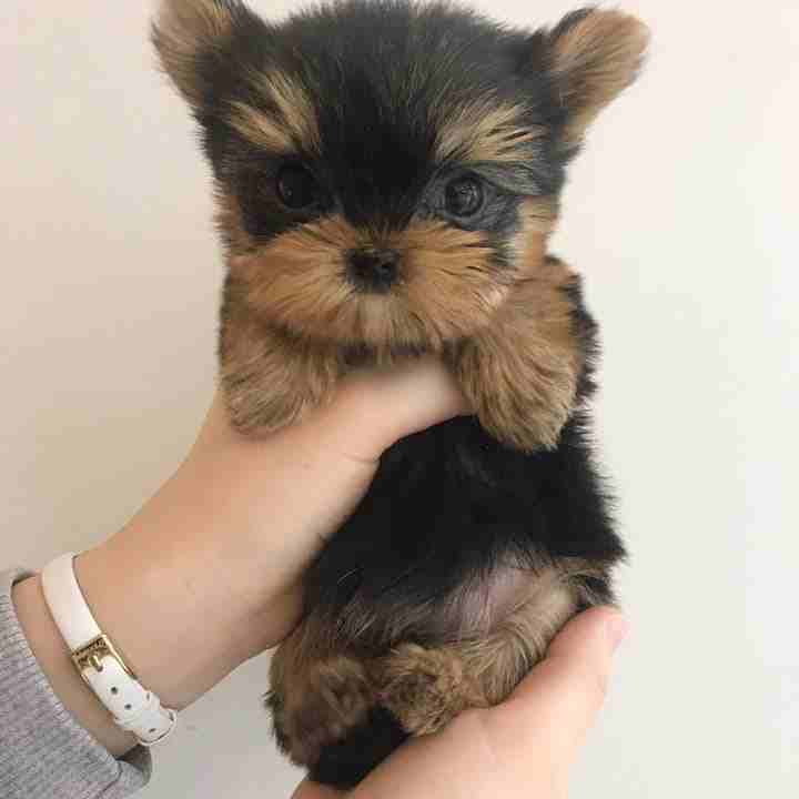 3 Cavalier King Charles puppies for Sale-  Teacup Yorkie puppies for...
