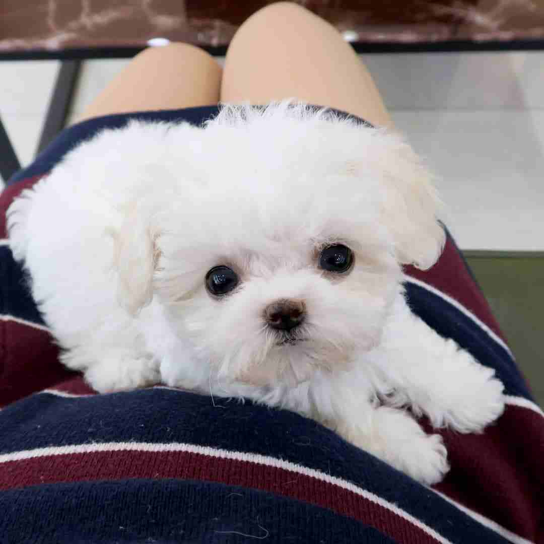 Awesome Teacup pomeranian puppies ready nowMy clever beautiful friendly puppies one lovely boy and one beautiful girl. These babies have been vet checked and ha-  Beautiful Teacup Maltese...