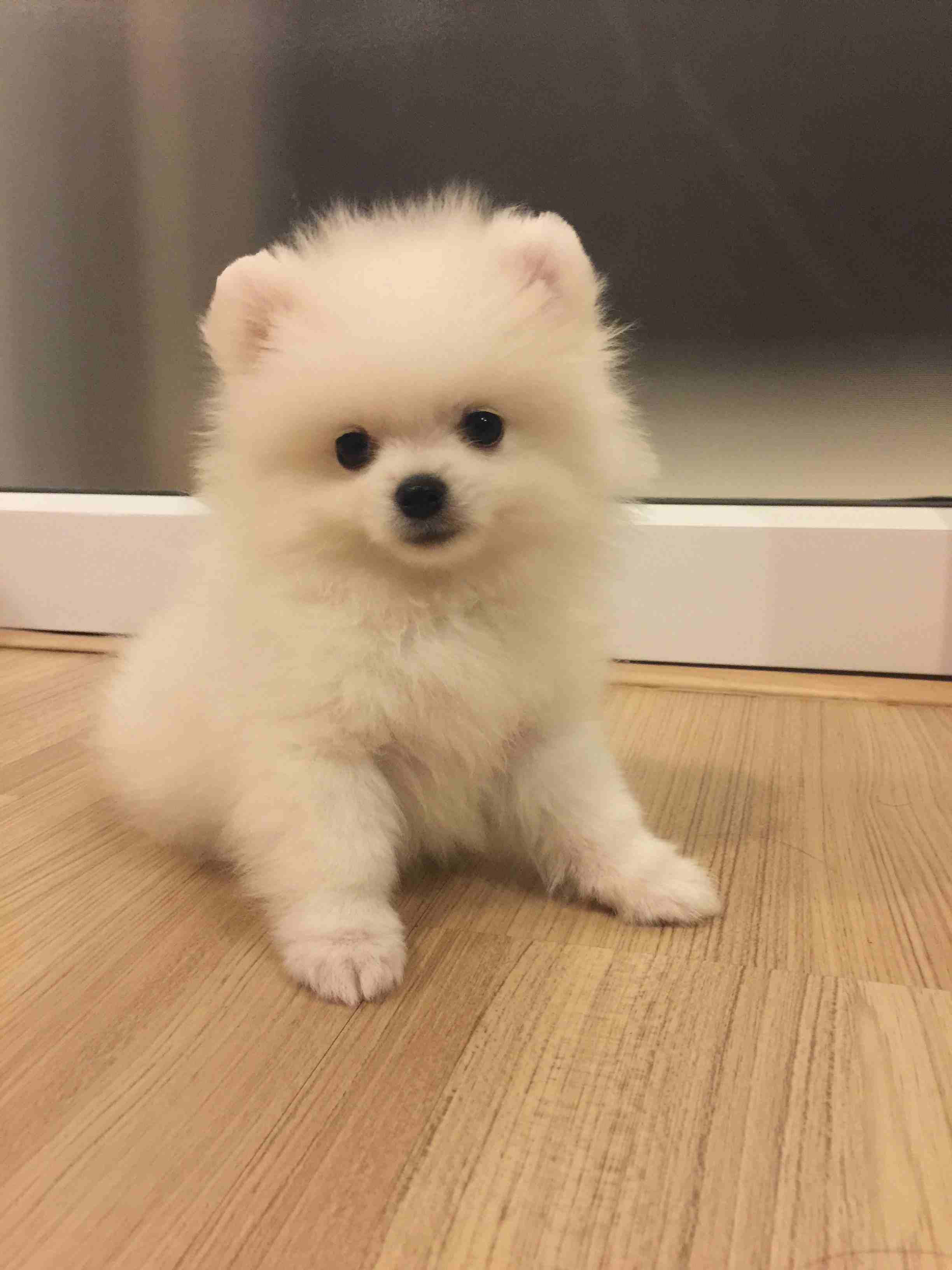 Awesome Teacup pomeranian puppies ready nowMy clever beautiful friendly puppies one lovely boy and one beautiful girl. These babies have been vet checked and ha-  Awesome Teacup pomeranian...