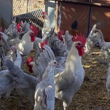 دجاج , حيوانات- اعلن مجاناً في منصة وموقع عنكبوت للاعلانات المجانية المبوبة- - صوص فيومي الامنيوم
