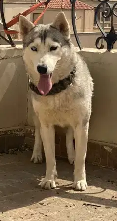 3 month Siberian huskey - Female-  للبيع انثي هاسكي رمادي...