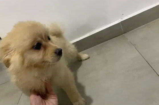 Awesome Teacup pomeranian puppies ready nowMy clever beautiful friendly puppies one lovely boy and one beautiful girl. These babies have been vet checked and ha-  Pomeranian 3 months