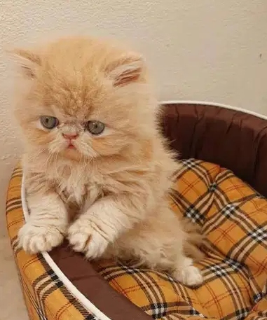 kitten for sale