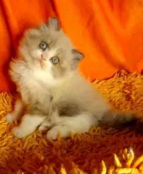 Ragdoll kitten
