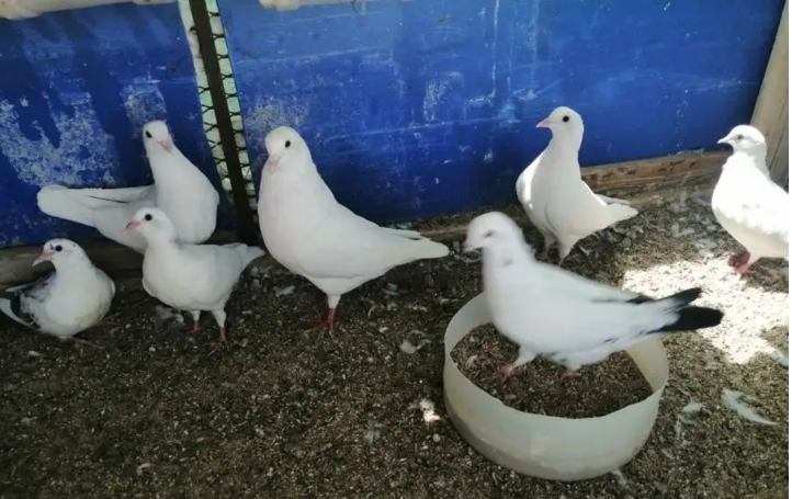 حمام فرنسي ومهجن باكستاني