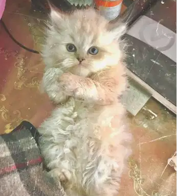 قطط هيماليا ٤٥ يوم