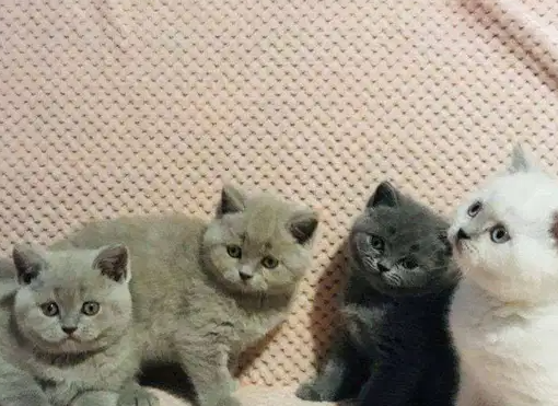 Beautiful British short hair for sale