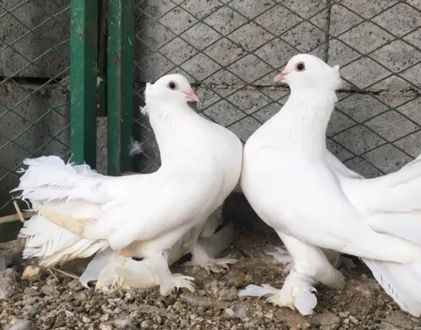 زوج رقاص هندي
