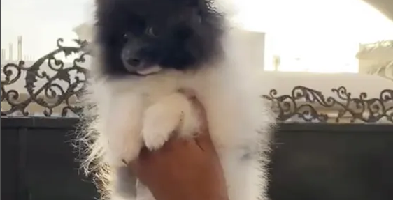 Awesome Teacup pomeranian puppies ready nowMy clever beautiful friendly puppies one lovely boy and one beautiful girl. These babies have been vet checked and ha-  panda blue male and black...