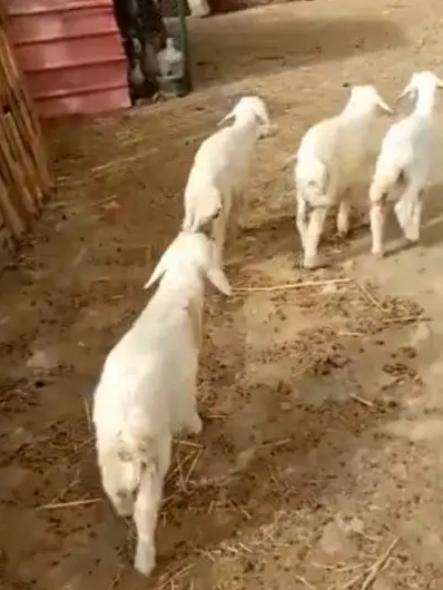 بهم4..