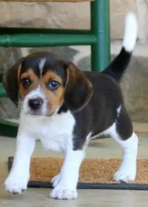 Very Sweet Charming Beagle Puppies
