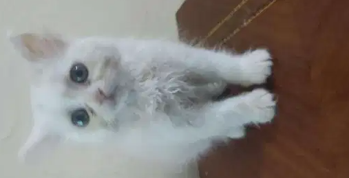 قطة شيراز ابيض