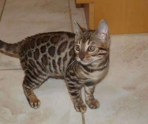 Bengal Kittens for sale