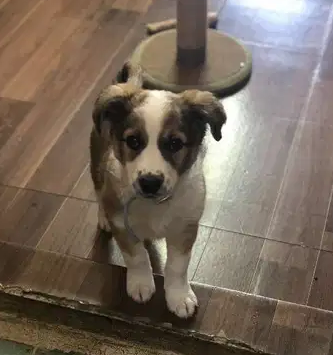 Puppy for sale
