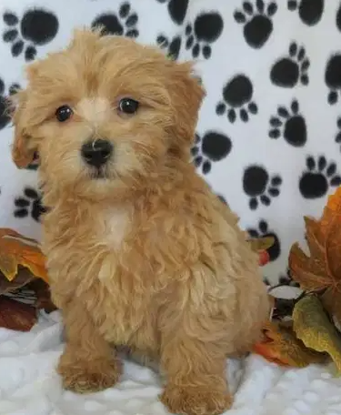 Adorable baby dog for sale