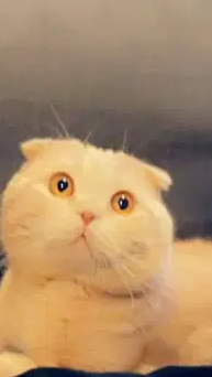 Scottish fold male
