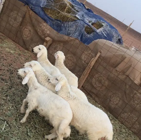 خرفان العدد 5 للبيع
️ النوع / بهم حري
️ العدد / 5 خرفان
️ العمر/ 4_5 شهور
️ الحاله / طيبة جدا
️الموقع / القصيم - الاحمديه