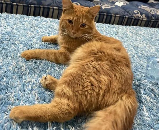 قطه للبيع
