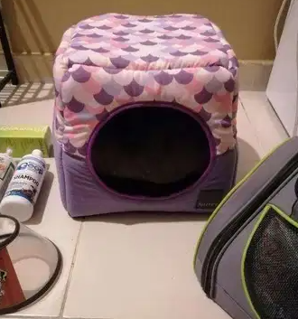 Cat stuff for sale