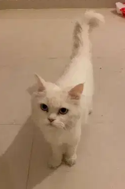 So beautiful cat