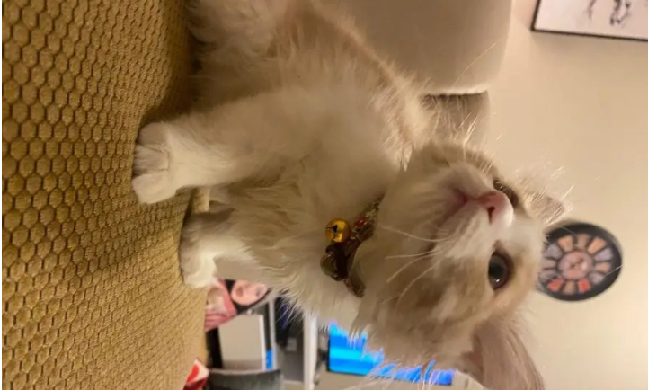 قط شيرازي صغير عمره ثلاث اشهر