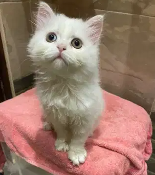 قطه شيرازي هالف بيكي