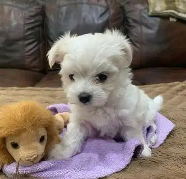 Gorgeous toy poodle puppies for saleThese puppies have have had the best start possible being brought up in our busy family home being spoil by my three childre-  Sweet little Maltese that...