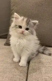 قطة هملايا وشيرازي
