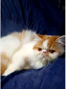 أنثى بيرشن