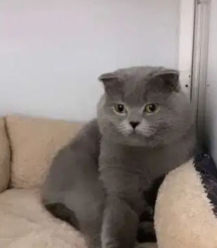 قط سكوتش فولد للبيع