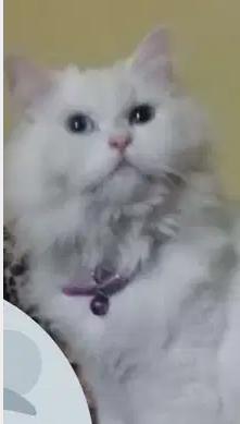 قط شيرازي مون فيس للزواج