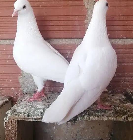 حمام صنعاني شيبة