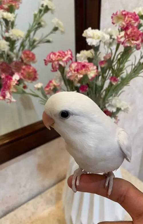 روز بلد اوبلاين