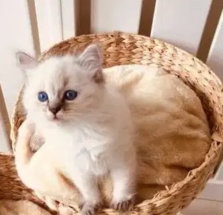 Beautiful Ragdoll Kittens
