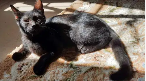 6 months kitten for adoption
