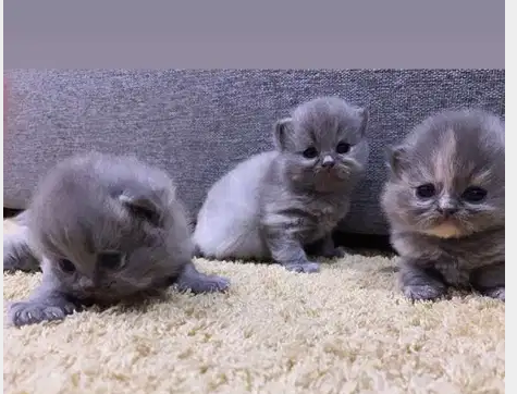 قط شيرازي persian cat-  1 and half old 2 females...