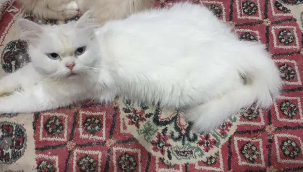 قطة هملايا