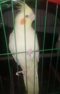 للبيع او للبدل نتايه لاتيني
