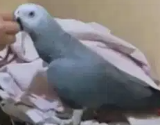 اليف وسهل التدريب