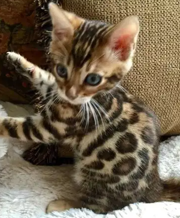 Bengal kittens