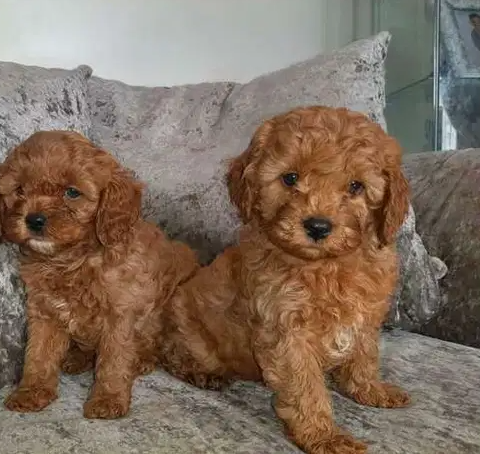 Gorgeous toy poodle puppies for saleThese puppies have have had the best start possible being brought up in our busy family home being spoil by my three childre-  They are 12 weeks old dogs