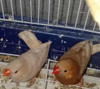 متاح قص زيبرا طفرة عالية