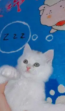 قط شيرازي بيور نضيفه