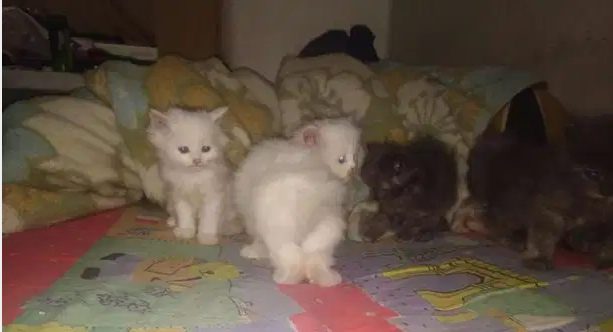 للبيع قطط 5 قطط شيرازي